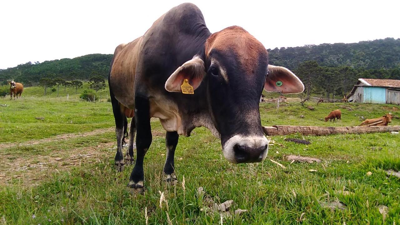 Cabanas Fazenda Da Raia أوروبيسي المظهر الخارجي الصورة